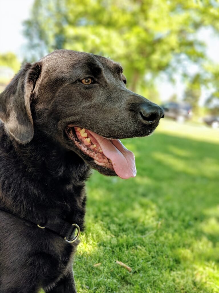 Tantalizing Techniques for Tongue Cleaning