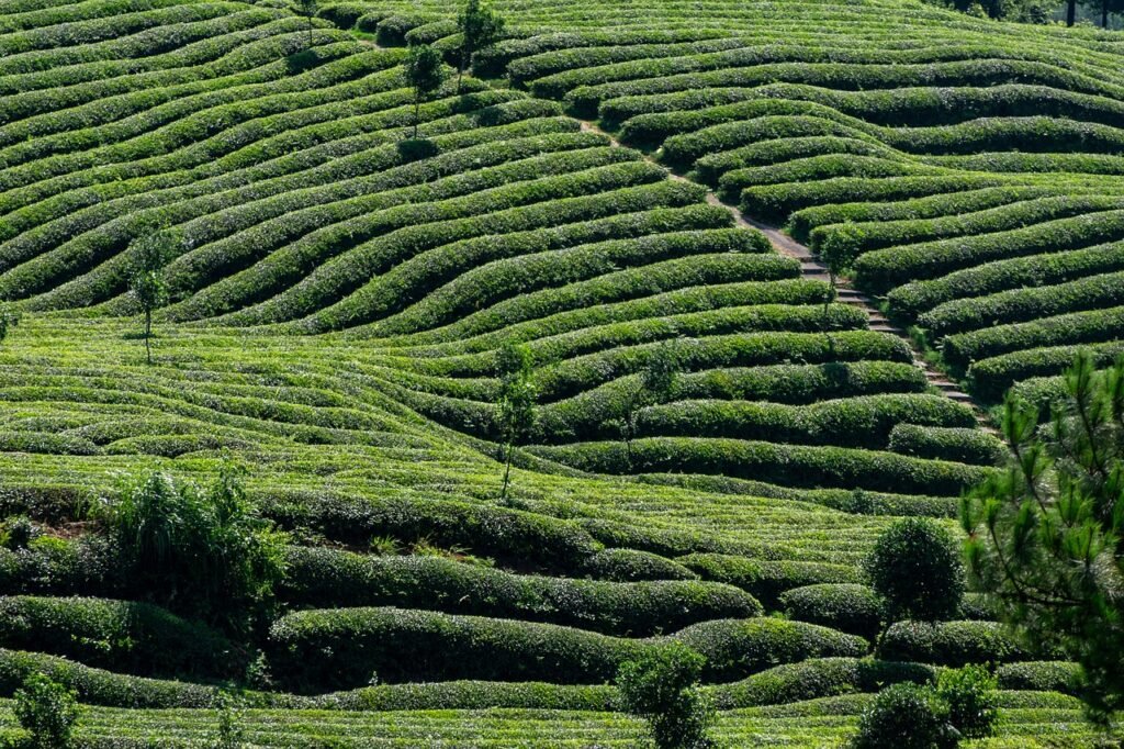 How Green Tea Can Help Improve Bad Breath