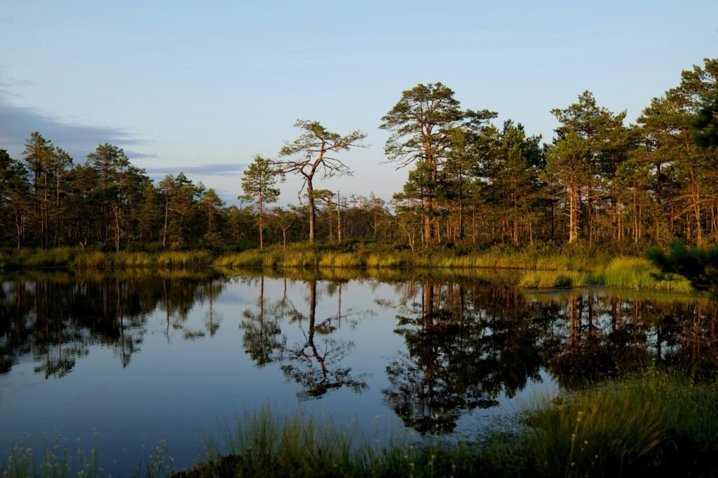 The Surprising Benefits of Tea Tree Oil Mouthwash