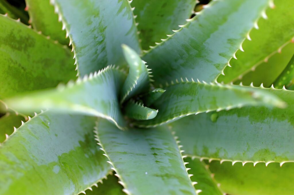 Aloe Vera: Your Natural Solution for Oral Care