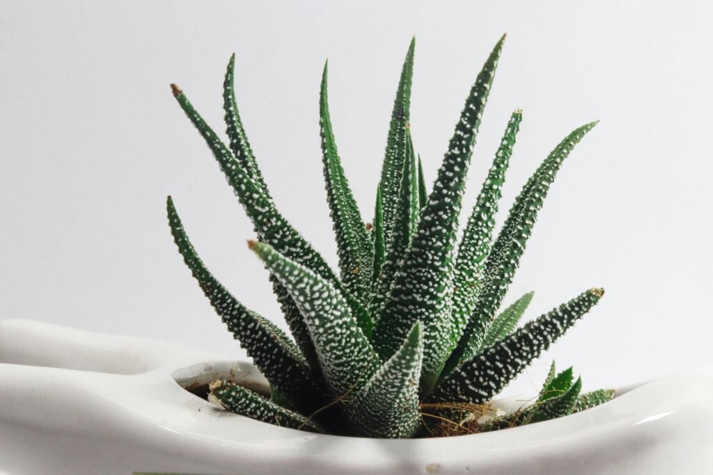 Aloe Vera: Your Natural Solution for Oral Care