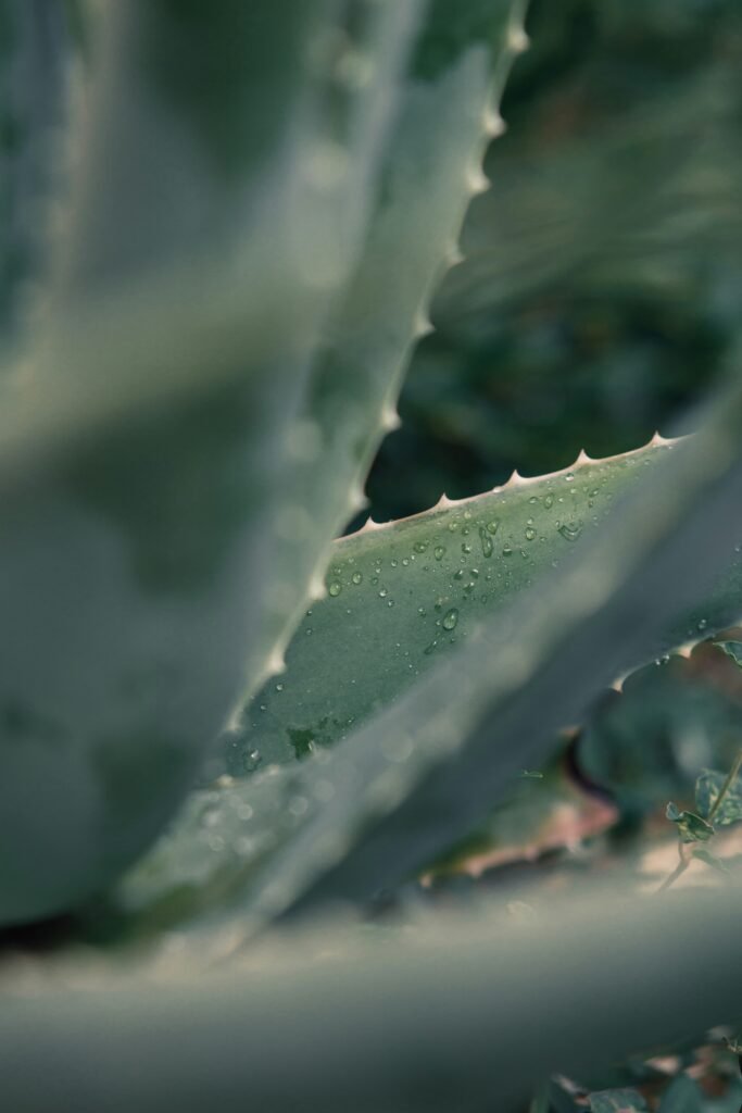 Discover the Healing Properties of Aloe Vera for Oral Health