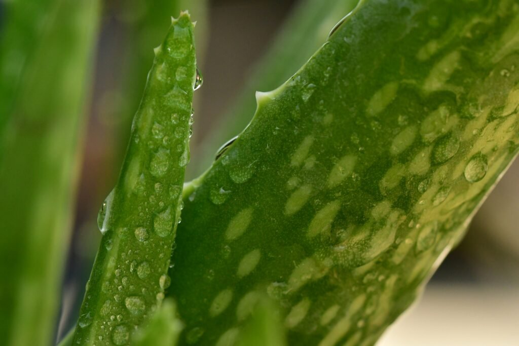 Discover the Healing Properties of Aloe Vera for Oral Health